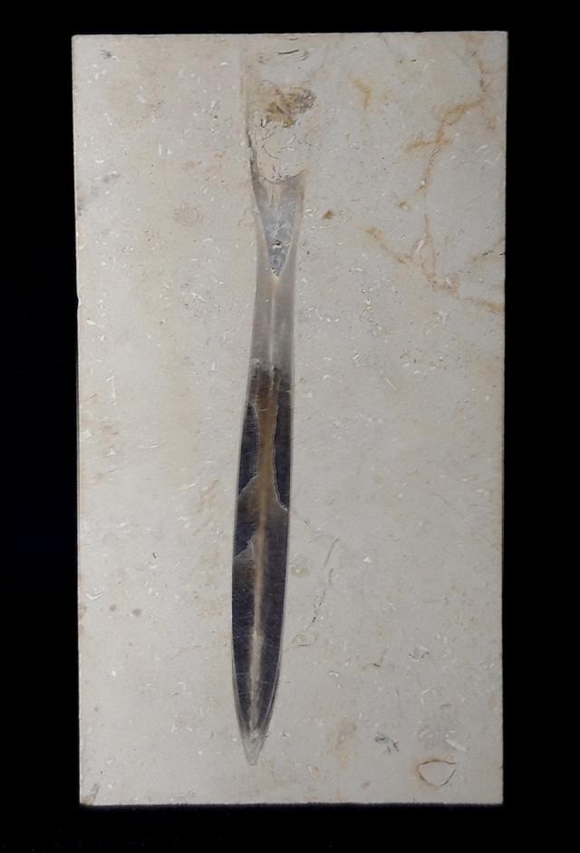Hibolithes sp. (MONTFORT 1808) - Bild © FossNet FossilienStore